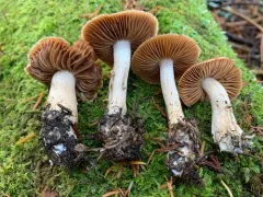 Cortinarius biformis thumbnail 3
