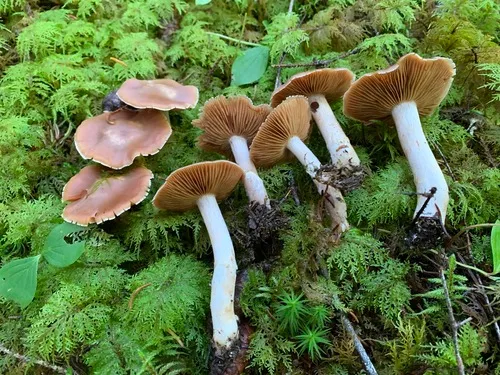 Cortinarius dolabratus