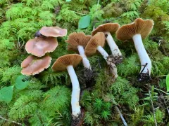 Cortinarius dolabratus thumbnail 1