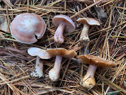 Cortinarius subcarneinatus