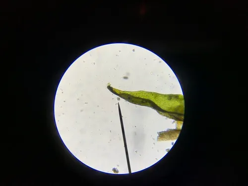 Orthotrichum norrisii