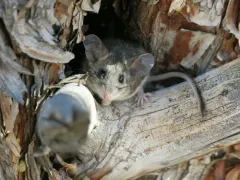 Pinyon Deermouse thumbnail 3