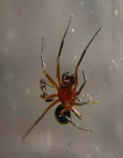 Walckenaeria auranticeps thumbnail 4
