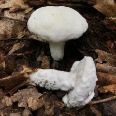 bolete mould thumbnail 2