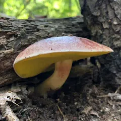sour gold-pored bolete thumbnail 2