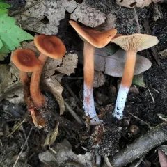 Curry Milkcap thumbnail 2