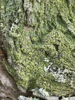 Board Lichen thumbnail 2