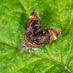 Skullcap Skeletonizer Moth thumbnail 2