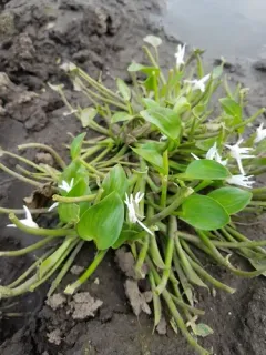 Blue Mudplantain thumbnail 2