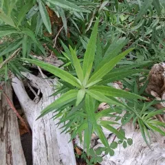 coastal mugwort thumbnail 4
