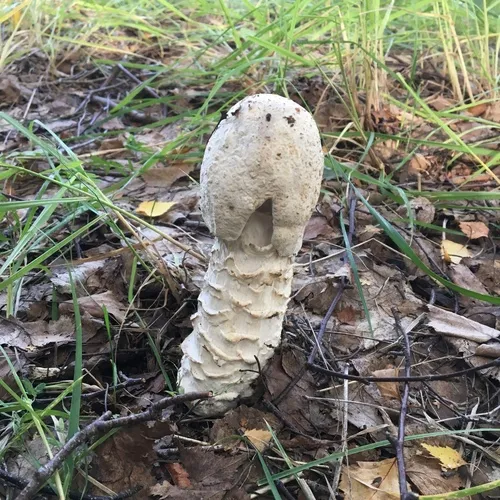 Amanita Mold