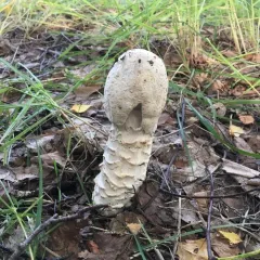 Amanita mold