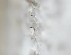 Red Oak Stubble Lichen thumbnail 2