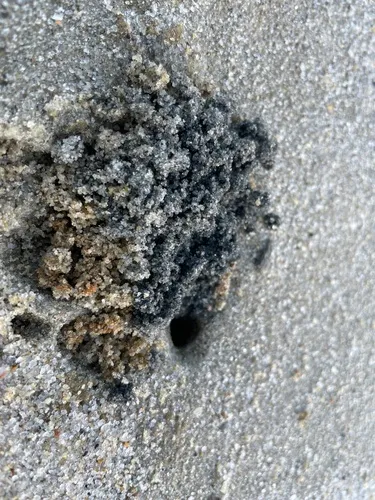 Atlantic Ghost Crab