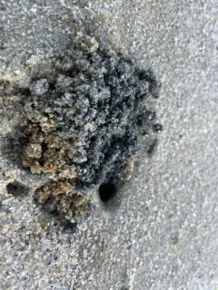Atlantic Ghost Crab thumbnail 1