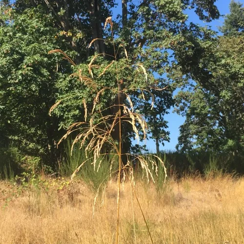 tufted hair grass