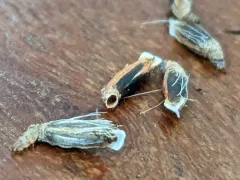 Coleophora bidens thumbnail 3