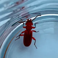 Red Flat Bark Beetle thumbnail 4