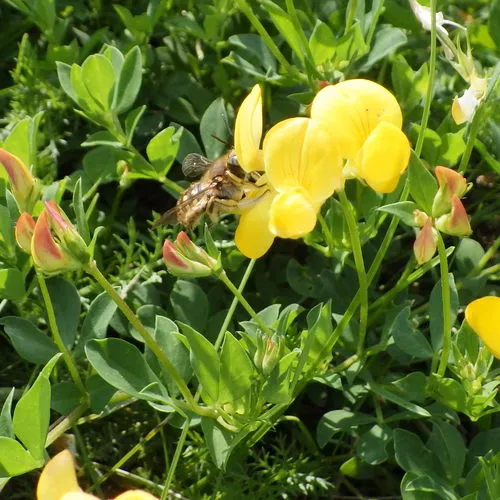 European Woolcarder Bee