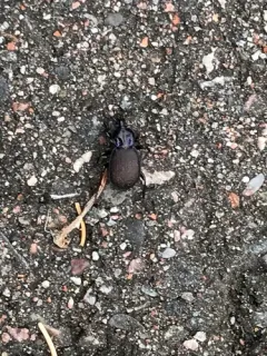 Canada Snail-eating Beetle thumbnail 4