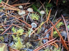 needle bonnet thumbnail 3