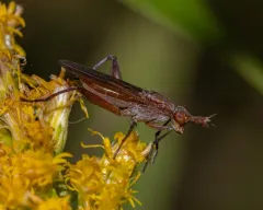 Sepedon fuscipennis thumbnail 1
