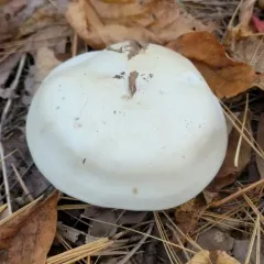 robust clitocybe thumbnail 2