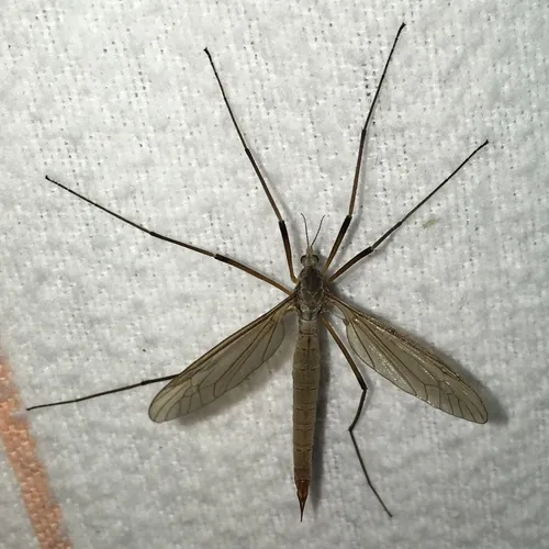 European Crane Fly