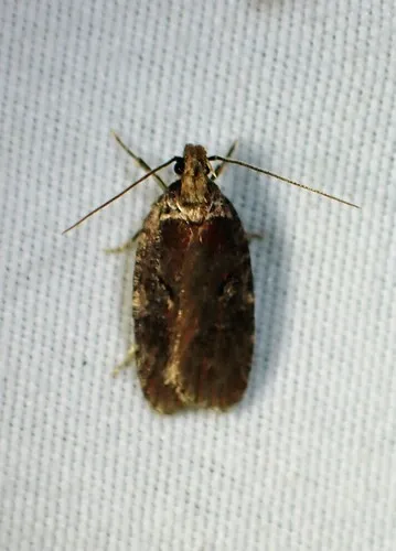 sallow flat-body