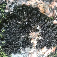 Stygian Black-parmelia thumbnail 3