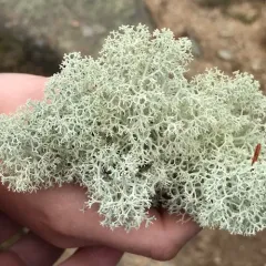 Star-tipped Reindeer Lichen thumbnail 5