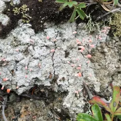 Pink Earth Lichen thumbnail 4