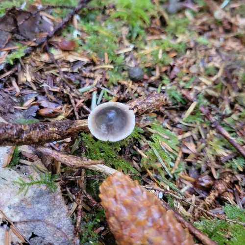 Entoloma trachyosporum