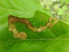 Cameraria tubiferella thumbnail 4