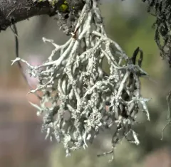 Powdery Sea-Fog Lichen thumbnail 3