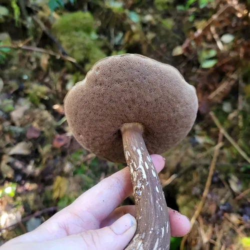 Dusky Bolete