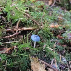 Bluefoot Bonnet thumbnail 1
