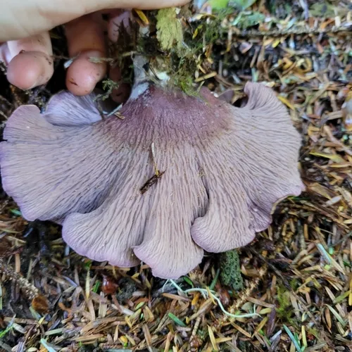 pig's ears