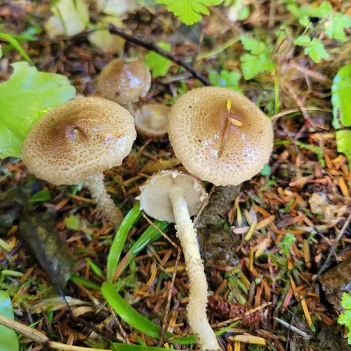 Terrestrial Scalycap