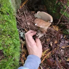 Bitter Iodine Polypore thumbnail 4