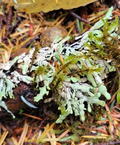 Budding Tube Lichen