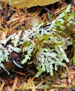 Budding Tube Lichen thumbnail 1