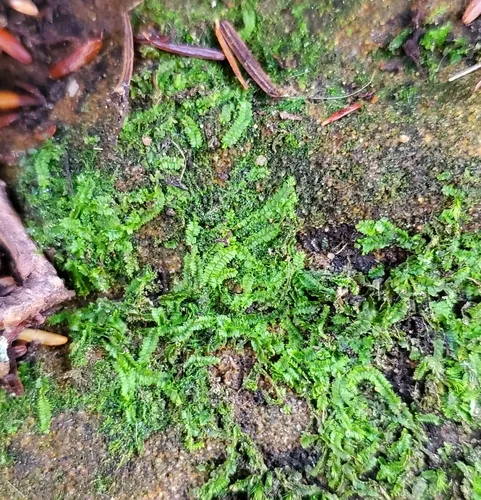Turps Pouchwort