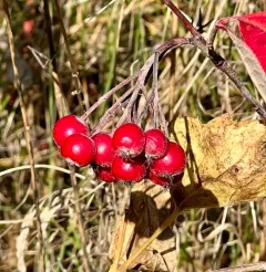 red chokeberry thumbnail 1