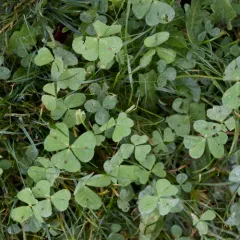 Spotted medick thumbnail 3