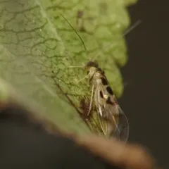 F-winged Barklouse thumbnail 3