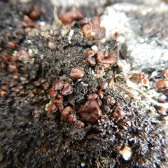 Rimmed Camouflage Lichen thumbnail 4
