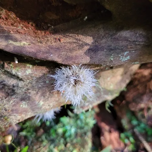 Tilachlidium brachiatum