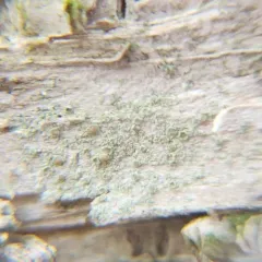 Mealy Rim-lichen thumbnail 4