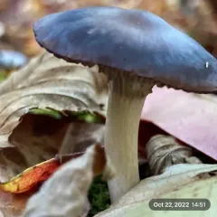 Grey Waxcap thumbnail 2